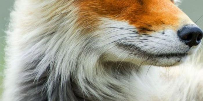 1080x1920 Moustache, Animal, Kit Fox, Snout, Red Fox Wallpaper for IPhone 6S+/