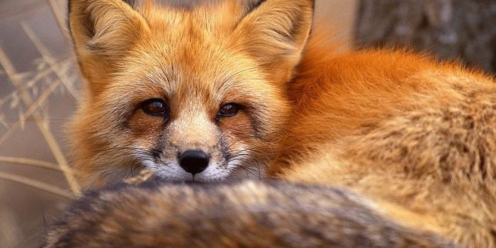 3840x2160 50+ Red Fox Desktop Wallpapers - Download at WallpaperBro