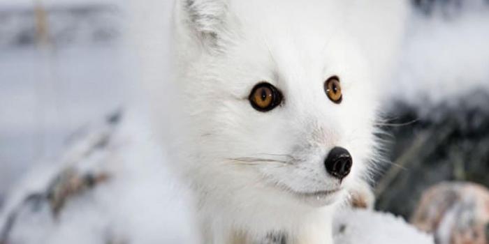 1600x1000 Baby Arctic Foxes Wallpaper - Wallpapers Browse