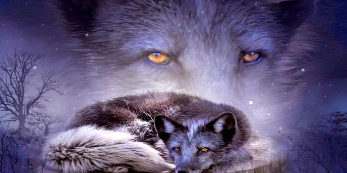 2000x1500 73+] Fox Wallpaper Free on WallpaperSafari