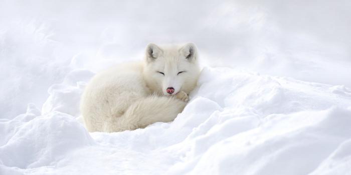 2048x1152 Arctic Fox Wallpaper (46+)