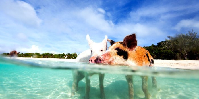 1562x997 Bahamas Beach Wallpaper | Wallpapers Art