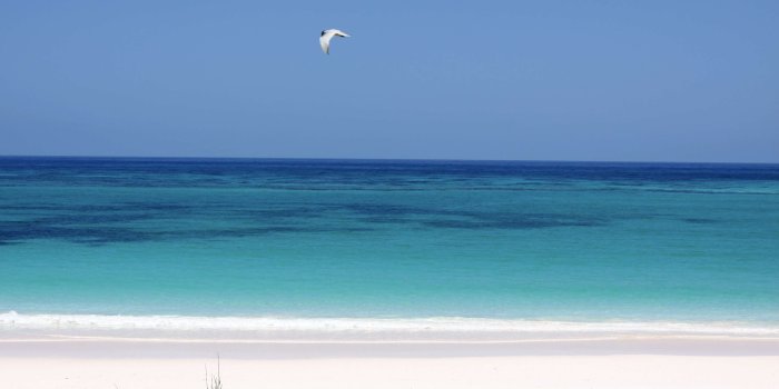 3840x2560 3109616 bahamas, beach, bird, green, ocean, paradise, sand, tropics