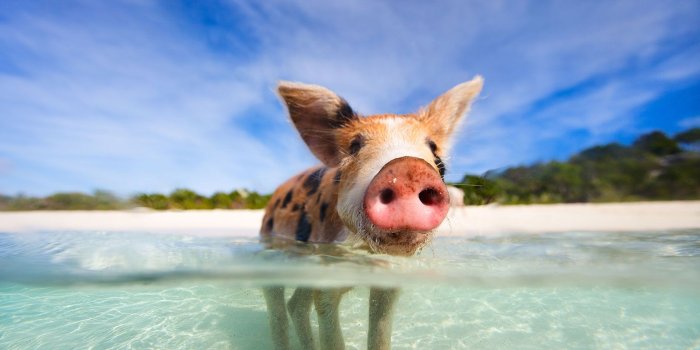 1680x1050 Pig Beach In The Bahamas [1680 × 1050]. : wallpapers