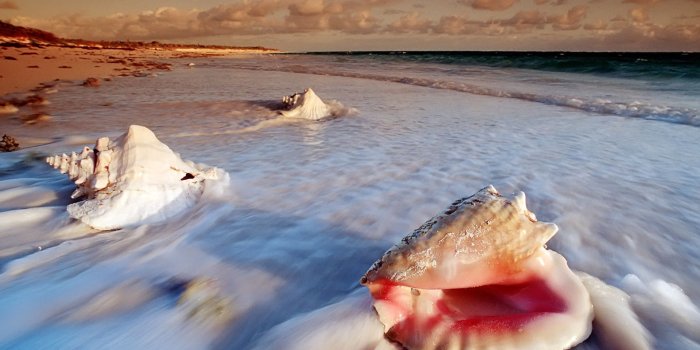 1920x1080 Conch shells at Cat Island of Bahamas wallpaper - Beach Wallpapers