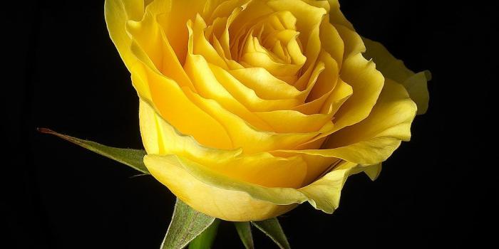 1024x899 wallpaper yellow rose flower | A beautyful Yellow Rose flowe…