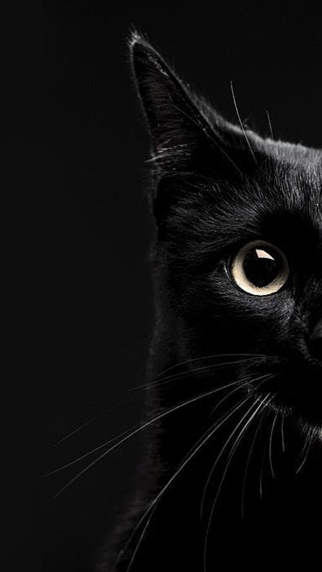 1080x1920 16859 black cat wallpaper for android