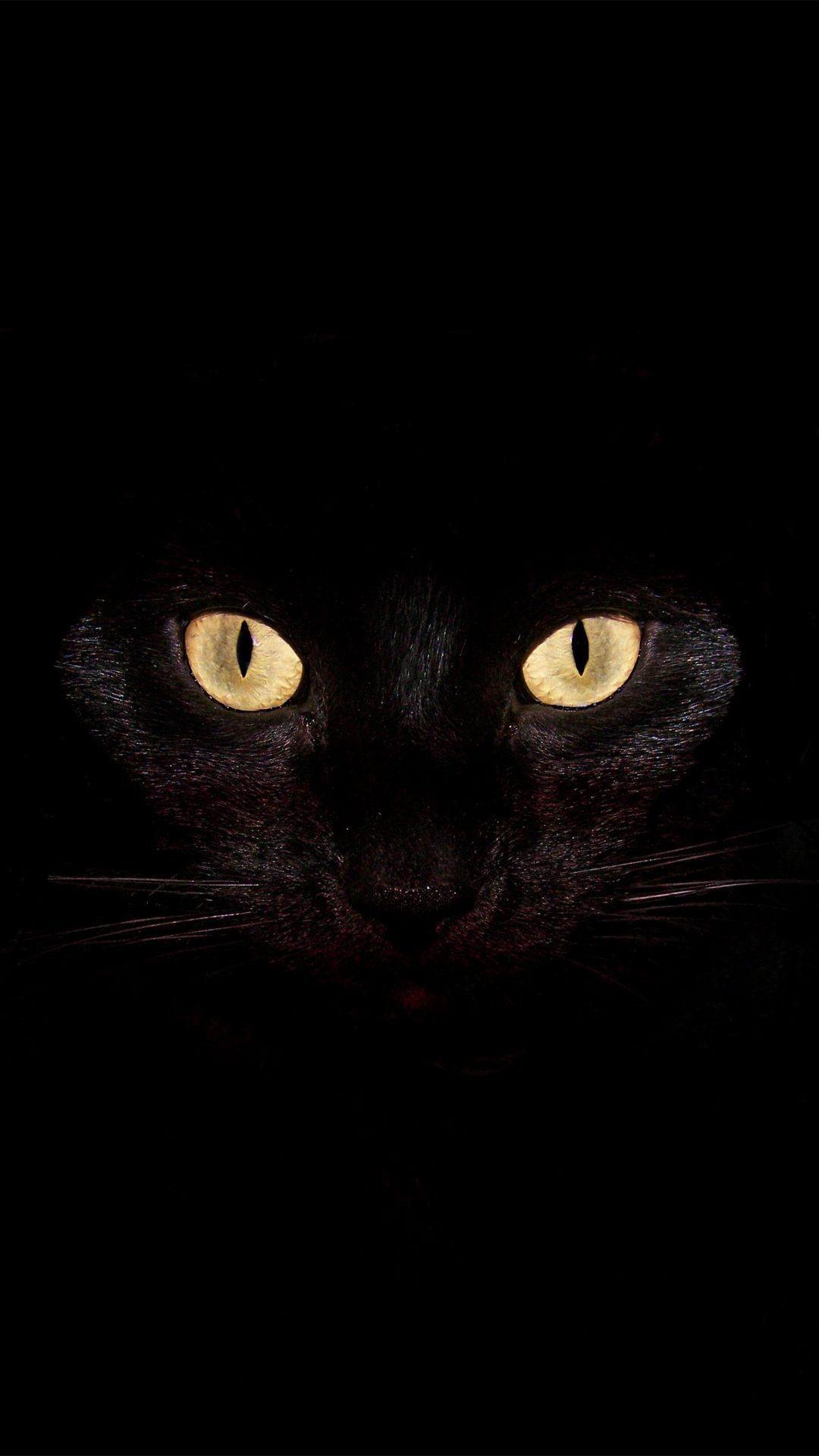 1080x1920 49+] Black Cat Wallpaper for Android on WallpaperSafari