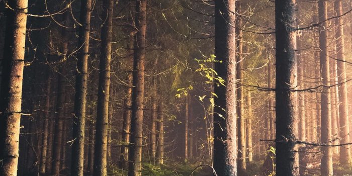 1080x1920 Night In The Woods - The iPhone Wallpapers