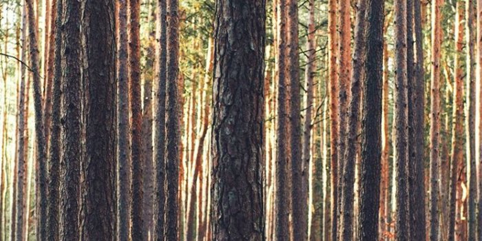 744x1392 Wood Tree Mountain Summer Nature Green iPhone se Wallpapers Free