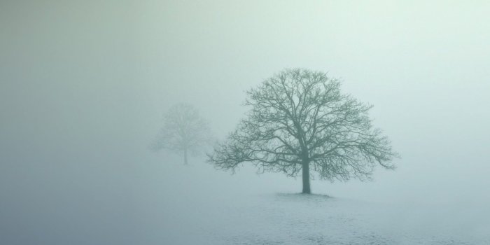 1920x1080 4599152 #nature, #trees, #snow, #photography, #winter, #abstract