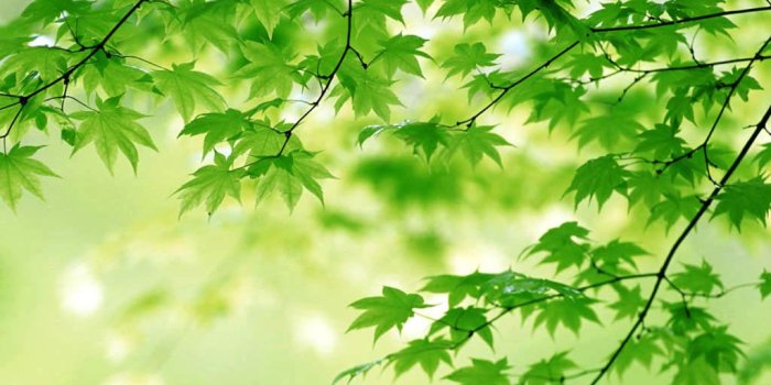 1024x768 Vista Green Technology Wallpaper - HD Wallpapers Download