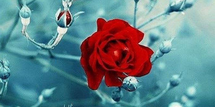 1280x1024 Abstract Winter Flowers Wallpaper Hd - Garden Roses Free Wallpaper