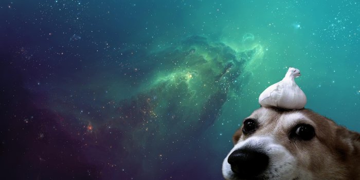 3000x1574 Dog Galaxy Wallpapers - Top Free Dog Galaxy Backgrounds
