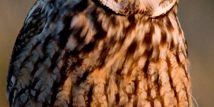 2400x3840 Owl Wallpaper - Best Cool Owl Wallpapers for Android - APK Download