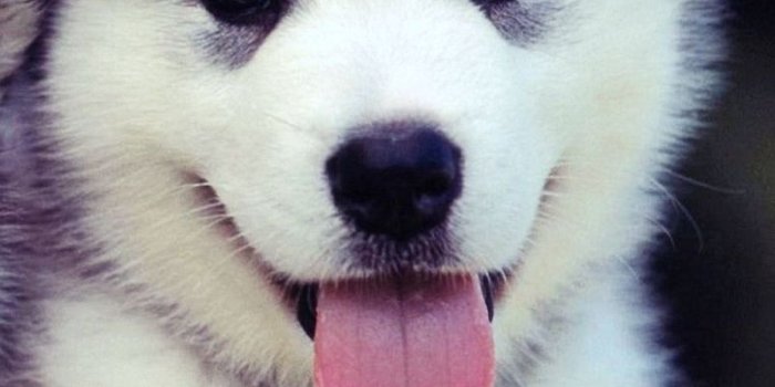 800x1280 Download wallpaper 800x1280 puppies, couple, blue, face, cute, dog