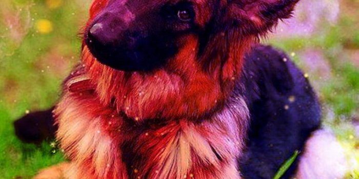 765x1280 Galaxy Dog Wallpaper by White_Canary - 61 - Free on ZEDGE™