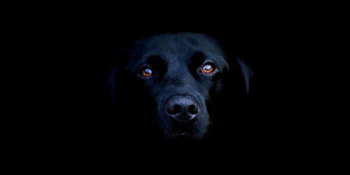 1280x1280 Black Dog ❤ 4K HD Desktop Wallpaper for 4K Ultra HD TV • Wide