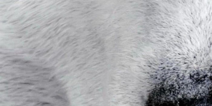 1080x1920 Wallpaper samsung galaxy a7 1080 1920 863 | Familiars di 2019 | Hewan