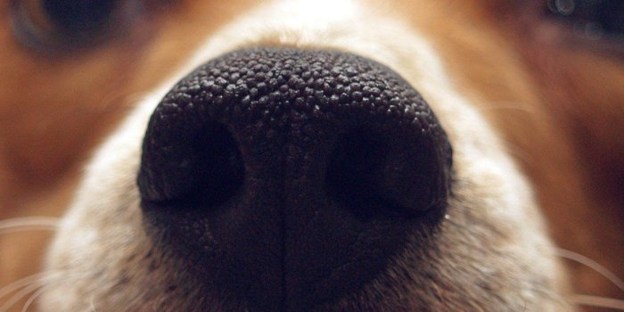 1242x2208 Cute Dog Wallpapers (64+ images)