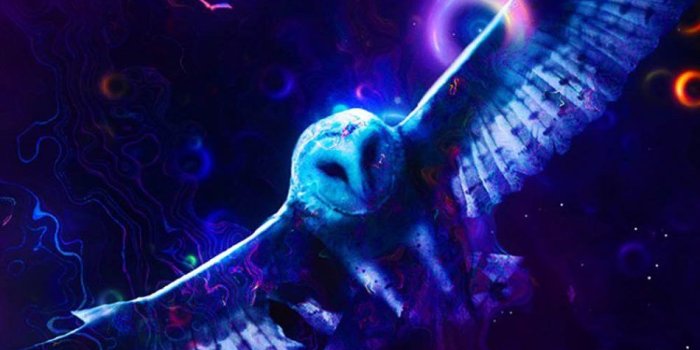 950x1520 Download Neon Owl Free Pure 4K Ultra HD Mobile Wallpaper