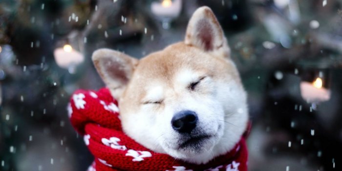 1600x1280 Animal/Dog (1600x1280) Wallpaper ID: 47868