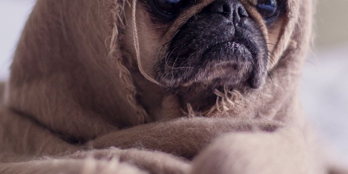 1440x2560 Download wallpaper 1440x2560 pug, dog, blanket qhd samsung galaxy s6