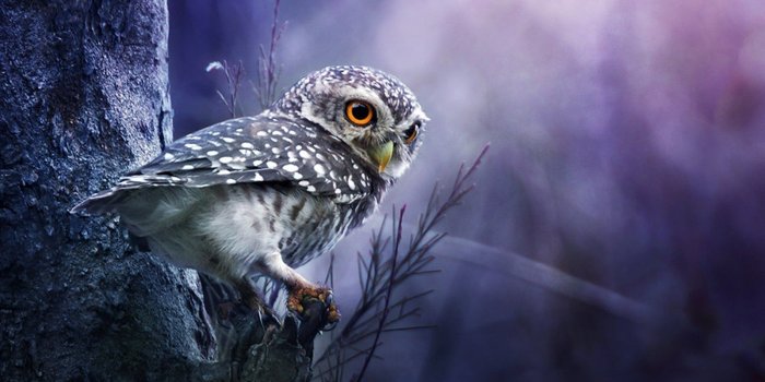 1900x1267 Owl Wallpapers - Top Free Owl Backgrounds - WallpaperAccess
