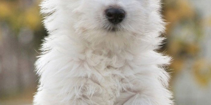 1080x1920 New Dogs Wallpapers | Download High Quality HD Images