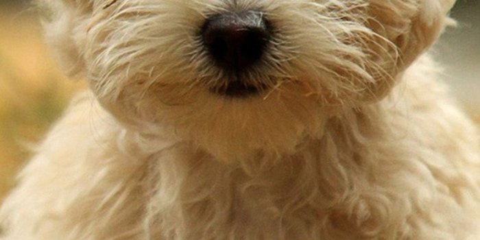 1080x1920 Havanese Silk Dog Samsung Galaxy S5 Wallpapers