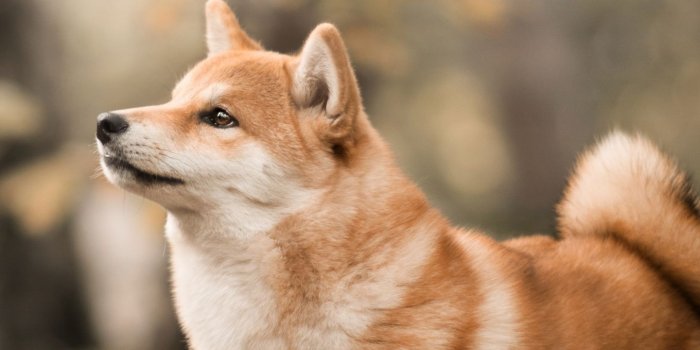 1440x2960 Download 1440x2960 wallpaper shiba inu, confident, dog, outdoor