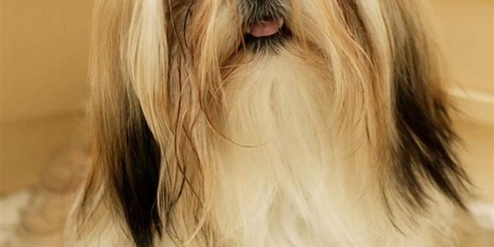 1080x1920 Free download Shih Tzu Dog Galaxy Note 3 Wallpapers HD Note