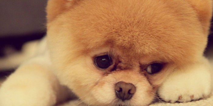 1440x1280 Cute Dog for Galaxy S4 i9500 1440x1280 Samsung Wallpapers_Samsung