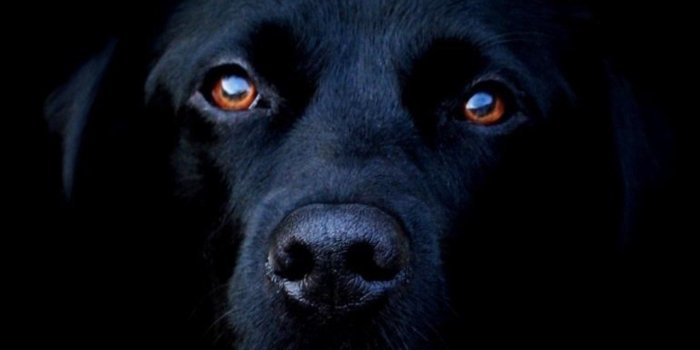 1440x2960 1440x2960 Black Dog Samsung Galaxy Note 9,8, S9,S8,S8+ QHD HD 4k