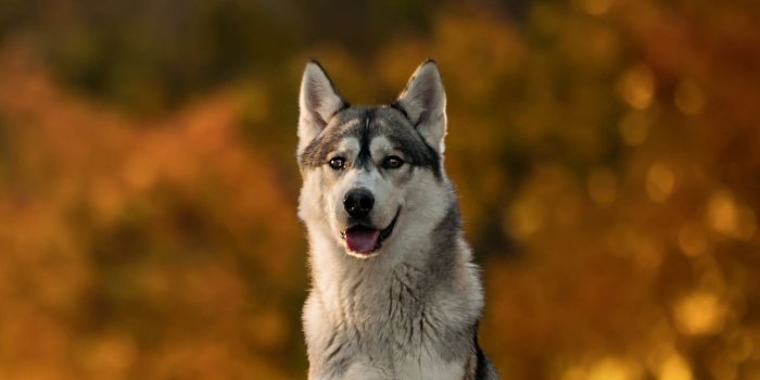 1440x2960 Animal/Husky (1440x2960) Wallpaper ID: 702270