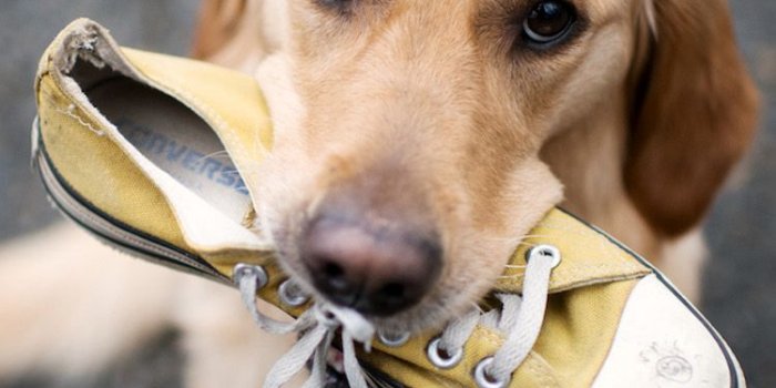 750x1334 60 Cute Animals iPhone Wallpapers You Would Love to Download