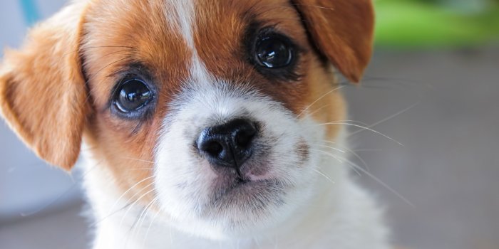 3200x2400 Little Dog ❤ 4K HD Desktop Wallpaper for 4K Ultra HD TV • Wide