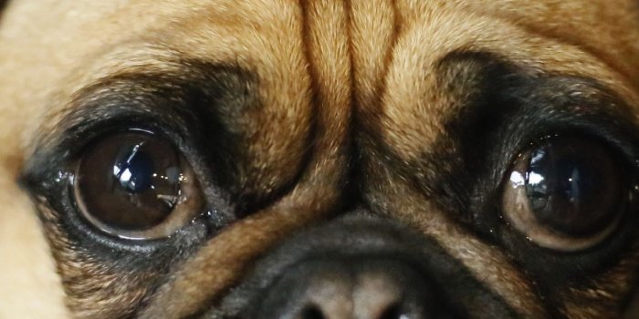 1440x2960 Download 1440x2960 wallpaper dog, pug, curious, muzzle, samsung