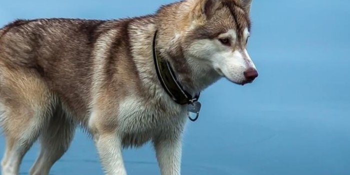 1440x2960 1440x2960 Siberian Husky Samsung Galaxy Note 9,8, S9,S8,S8+ QHD HD