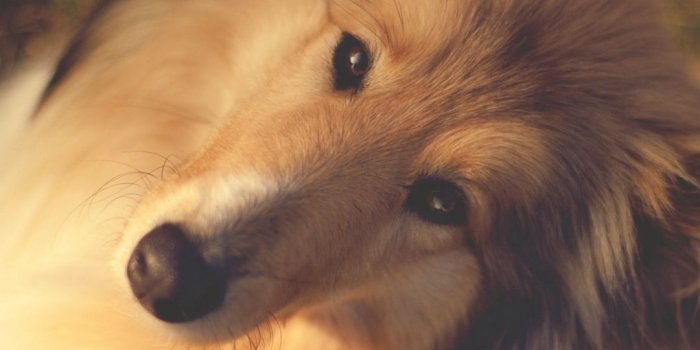 1080x1920 Download wallpaper 1080x1920 nature, collie, muzzle, dog, dogs