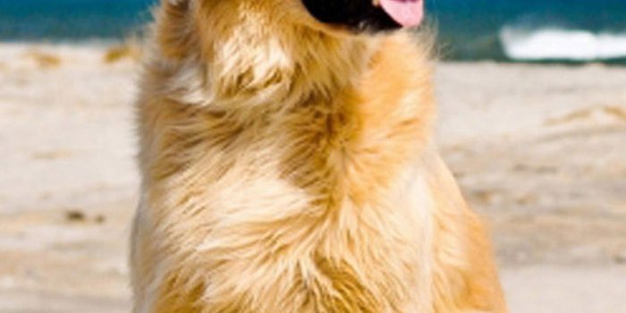 1440x2560 Download Golden Retriever Dog Galaxy S6 Wallpaper Galaxy S6