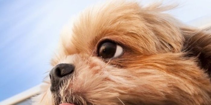 720x1280 720x1280 Cute Dog in the Wind Galaxy s3 wallpaper