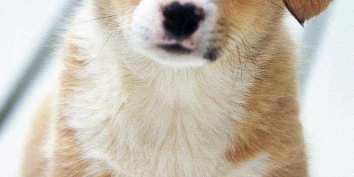 1080x1920 680 Dog Apple/iPhone SE (640x1136) Wallpapers