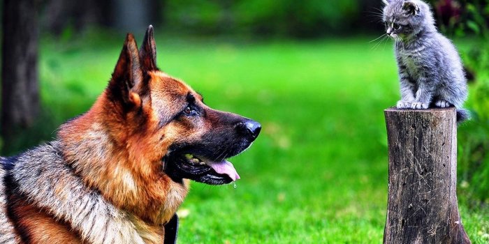 1300x813 Download Cat and Dog Wallpaper for Samsung Galaxy High Quality HD