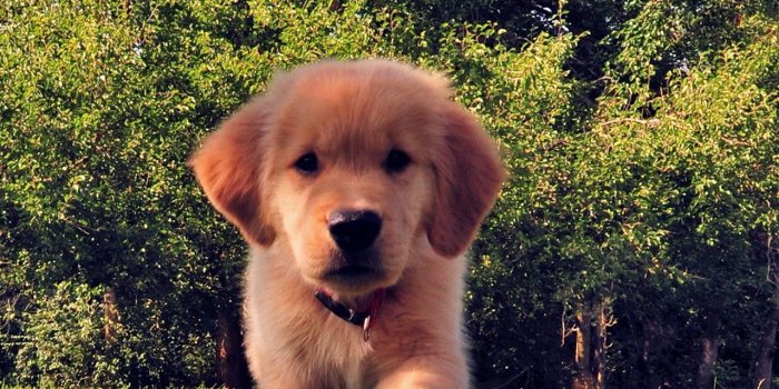 1280x1280 Dog ❤ 4K HD Desktop Wallpaper for 4K Ultra HD TV • Tablet