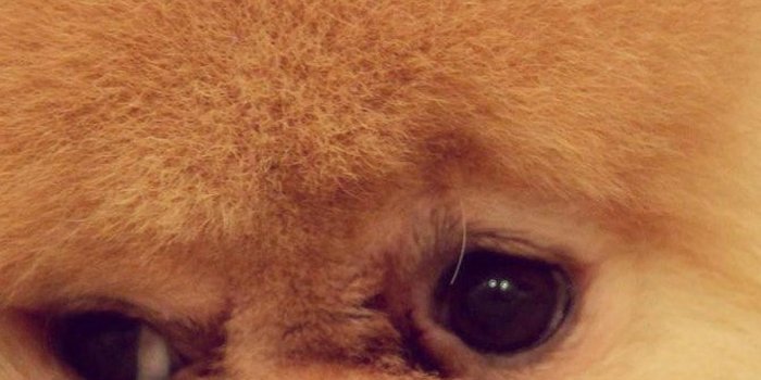 1440x2560 Galaxy S6 Edge Dog Wallpaper | Galaxy s6 wallpaper | All About