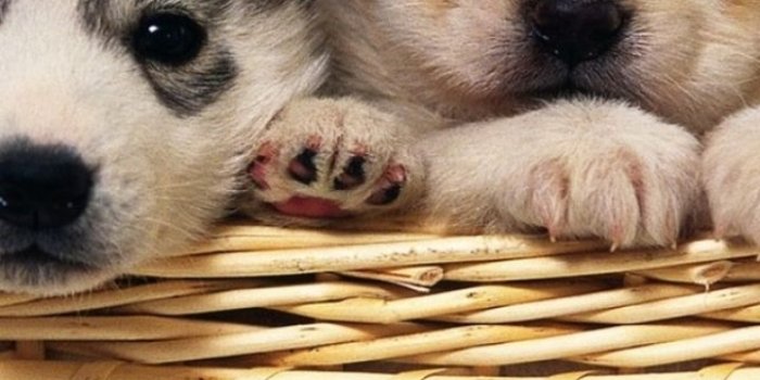 720x1280 New Dogs Wallpapers | Download High Quality HD Images