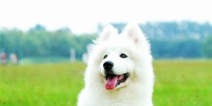 1080x1920 White Dog Wallpaper (61+ pictures)