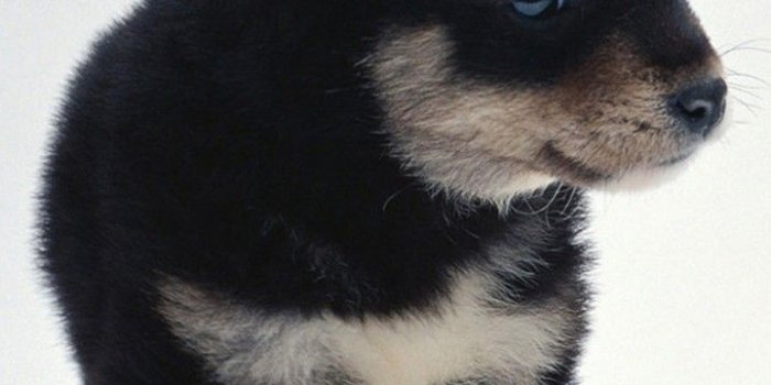 720x1280 Cute Dogs HD Wallpapers for Galaxy J7 | Wallpapers.Pictures