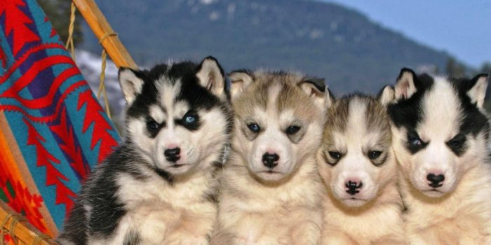 1280x800 Husky, Dog, Dog Breed Group, Puppy, Sled Dog Wallpaper for Lenovo